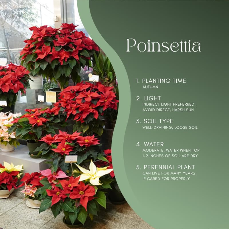 Yellow Pink Poinsettia Plant Live 4-8 Inches, Vibrant Poinsettia Flowers for Holiday, Live Indoor Houseplant, No Pot