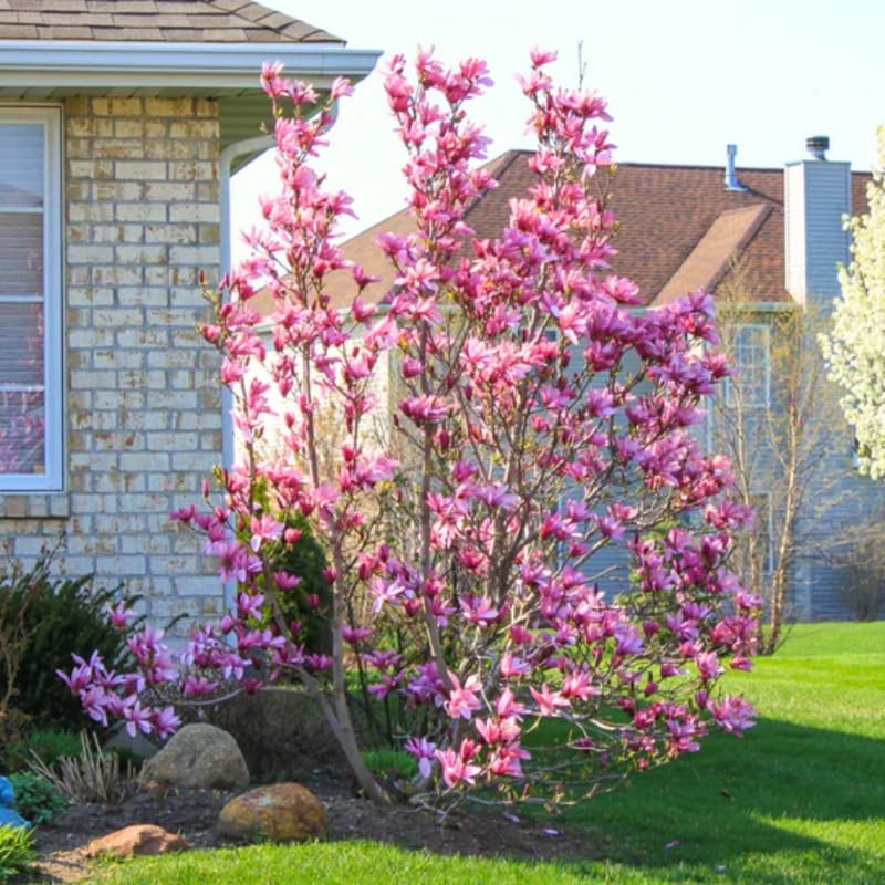 Jane Magnolia Tree Live Plant 4-8 Inches, Pink Blooms Magnolia Bush, Fragrant Magnolia for Growing, Winter Dormant