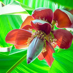 Red Banana Plant Live, 4-6" Tall Well-Rooted for Indoor Tropical Displays, Cold Hardy Banana Fruit Tree