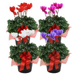 2 Random Cyclamen Plants Live in 4" Pot, Already Bloom in Vibrant Color, Easy to Care for Indoor or Garden Flowering Houseplant