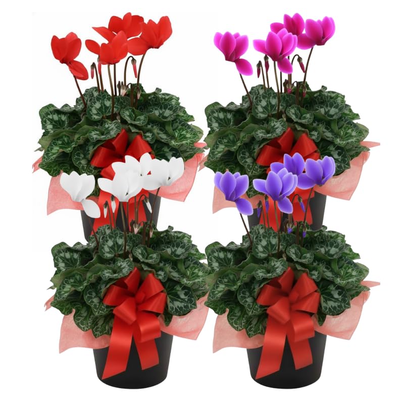 2 Random Cyclamen Plants Live in 4" Pot, Already Bloom in Vibrant Color, Easy to Care for Indoor or Garden Flowering Houseplant