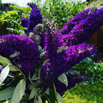 AVERAR 6 Months Old Black Butterfly Bush Live Plant, Butterfly Bushes Ready to Plant Outdoor, Buddleia Plant Bush Shrub 5-7 Inches Tall, No Pot