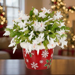 Christmas Cactus Plant, Thanksgiving Cactus in 4” Pot, Colorful Holiday Blooms, Indoor Gardens Growing (White Christmas Cactus)
