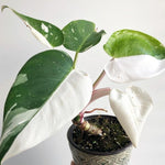 Philodendron Plant Live, Rare Variegated Philodendron Houseplant for Planting, Home Office Decor 4 to 8 Inches (White Variegated)