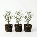 6 White Mexican Petunia Live Plants, Petunia Flower Plants Live from 4 Inc Tall, Outdoor Indoor Shrub Plant