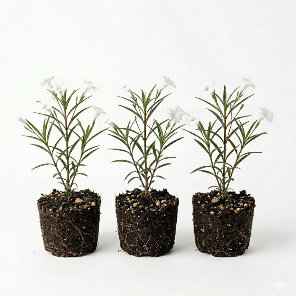 6 White Mexican Petunia Live Plants, Petunia Flower Plants Live from 4 Inc Tall, Outdoor Indoor Shrub Plant