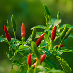 2 Super Hot Peppers Live Plants, 90 Days Old Hot Pepper Chili Plant for Spring Planting (Chile Pequin)