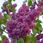 Purple Lilac Tree Live Plant 2.5'' Pot, Fragrant Lilac Plant Perennial Bushes, Outdoor Garden Planting