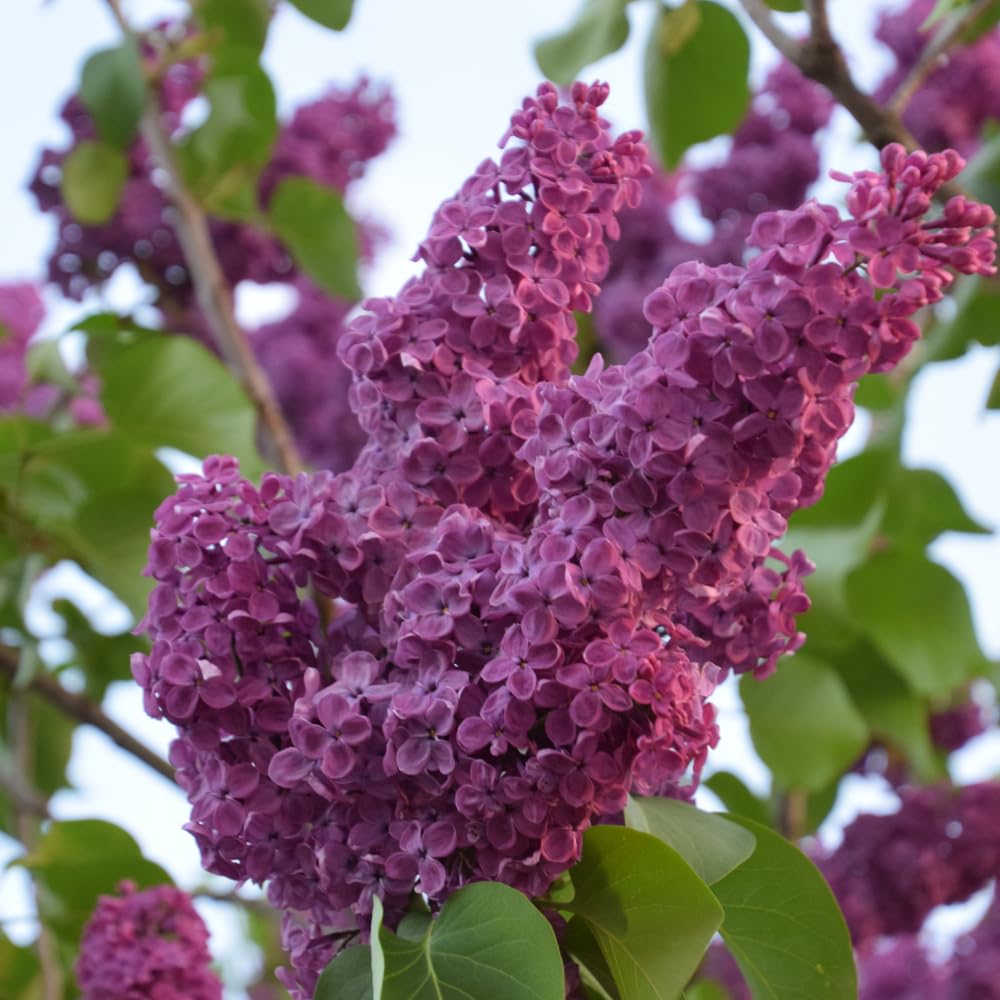 Purple Lilac Tree Live Plant 2.5'' Pot, Fragrant Lilac Plant Perennial Bushes, Outdoor Garden Planting