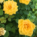 Rose Bush Live Plant, Hybrid Tea Rose Plant Live, 5-9 Inch Tall, Fragrant Flowers Tree, Well-Rooted 1 Year Old, No Pot (Yellow Rose Plant)