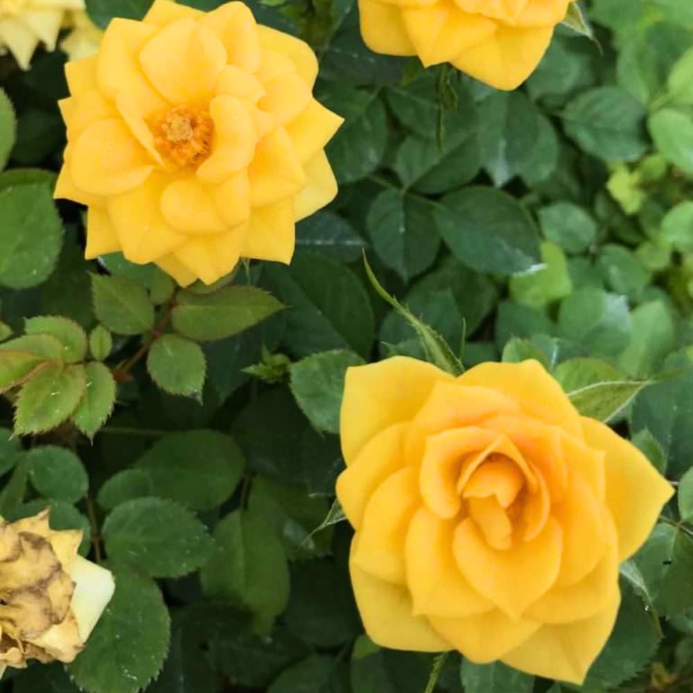 Rose Plant Live, Hybrid Tea Rose Bush Live Plant, 5-9 Inch Tall, Fragrant Flowers Shrub Ready to Plant Outdoor, No Pot, Well-Rooted (Yellow Rose Plant)