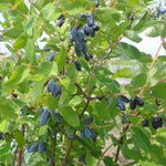 Blue Honeyberry Plant, Perennial Sweet Berry Bush, Size 6-8 Inch Tall Cold-Hardy Blue Honeyberry Bush, 1 Year Old Haskap Plant