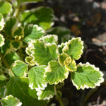 1 Plectranthus Swedish Ivy Plant Live Houseplant in 3 Inch Pot, Variegated Swedish Ivy Live Plants, Swedish Ivy Vine