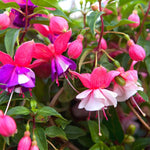 ELLA'S HOMES Fuchsia Plant Live, Pink Purple Flower Fuchsia Plant, 3 to 6 Inches Tall, Live Fuchsia Plant, Fuchsia Live Plant Indoor, Fuchsia Plant for Planting Outdoor