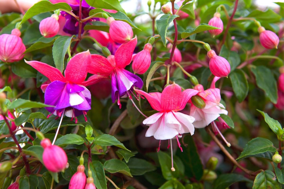 ELLA'S HOMES Fuchsia Plant Live, Pink Purple Flower Fuchsia Plant, 3 to 6 Inches Tall, Live Fuchsia Plant, Fuchsia Live Plant Indoor, Fuchsia Plant for Planting Outdoor
