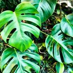 Rare Monstera Plant, Monstera Live Plant Fully Rooted, Ready to Grow Philodendron 4-8 Inches, Live Houseplants, Indoor Plants (Split-Leaf Monstera)