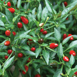2 Super Hot Peppers Live Plants, 90 Days Old Hot Pepper Chili Plant for Spring Planting (Chile Pequin)