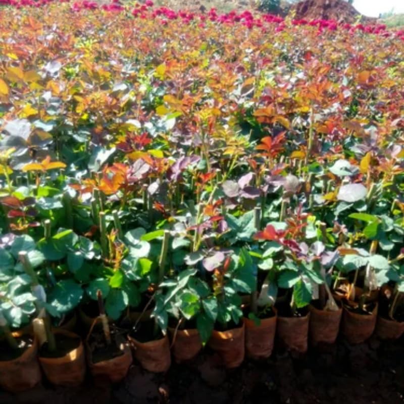 Purple Climbing Rose Live Plant, 6 Months Old Starter, Fragrant Purple Climbing Roses for Planting Outdoor, No Pot