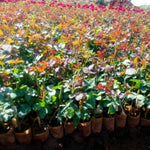 2 Purple Rose Climbing Live Starter Plants, Fragrant Purple Climbing Rose for Planting Outdoor, No Pot, 1 Year Old Rose Plant, Well-Rooted Rose Plants Live Ready to Plant