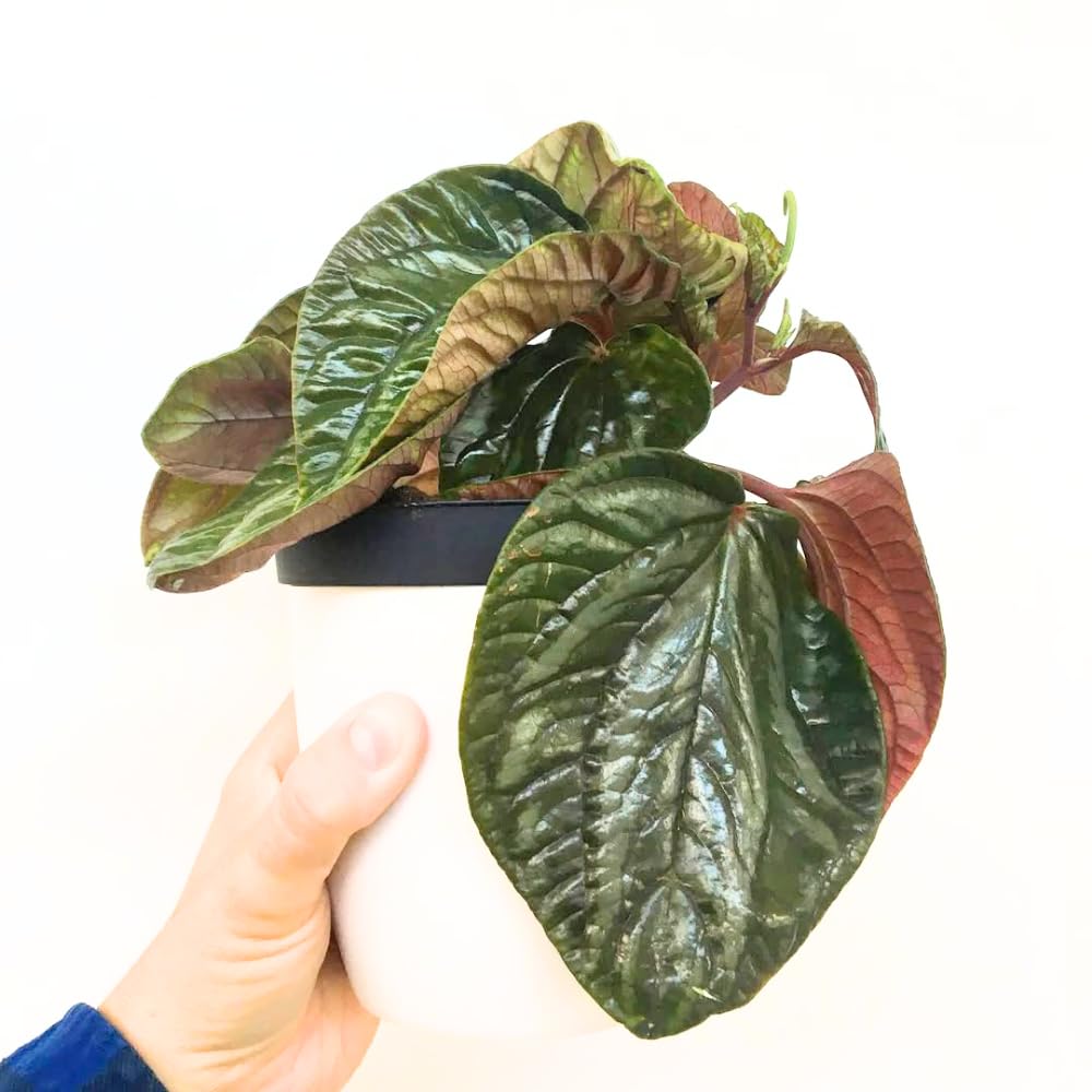 Peperomia Watermelon Plant Live, Peperomia Houseplant, Green Foliage, 5-7 Inches in Height for Indoor Planting
