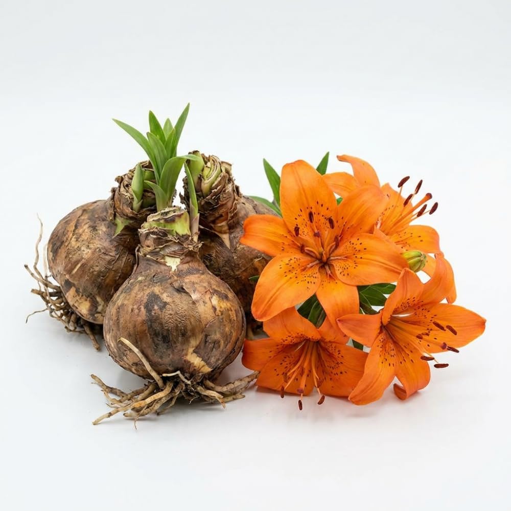 Set 3 Orange Lily Bulbs for Planting, Bright Sunny Blooms, Summer Flowering Perennial Garden Flowers, Lily Bulbs for Containers and Outdoor Garden