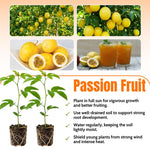 Yellow Passionfruit Plant Live 4-7 Inches Tall, Tropical Passion Fruit Vine for Garden, Patio Containers and Indoor Growing