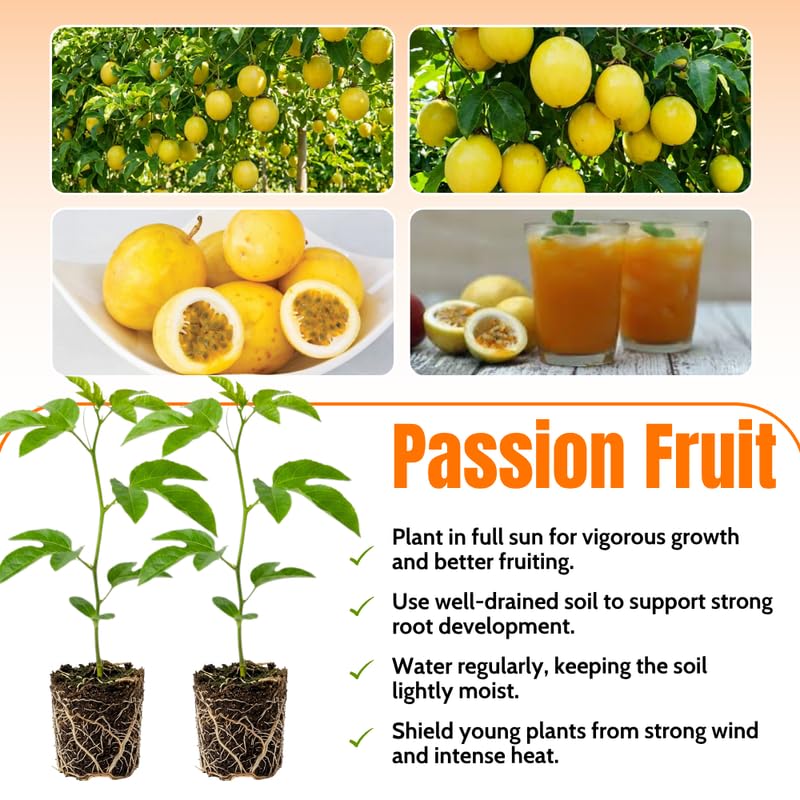 Yellow Passionfruit Plant Live 4-7 Inches Tall, Tropical Passion Fruit Vine for Garden, Patio Containers and Indoor Growing