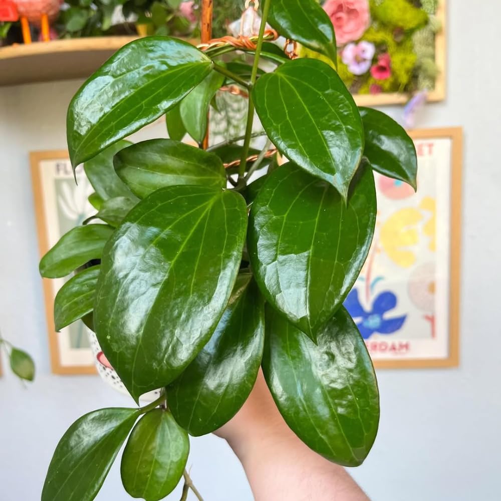Hoya Quinquenervia Plant Live, Hoya Indoor Plant, Green Foliage, 4-6 inches Tall for Indoor Houseplant
