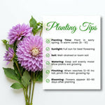 Lavender Dahlia Clump, Soft Purple Blooms, Summer Flowering Perennial, Dahlia Flowers for Indoor Outdoor Growing