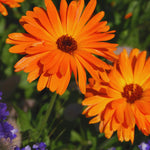 Pack of 2 Daisy Plants, Orange Gerbera Daisy Live Plants, Gerbera Daisy Plant Outdoor Indoor, 4 to 7 Inches Tall, Daisy Live Plant, Daisy Plants Live for Growing, No Pot