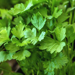 6 Parsley Live Plants, 3 to 5 Inc Tall, Live Parsley Plant Pot, Parsley Plants Live, Parsley Starter Plant