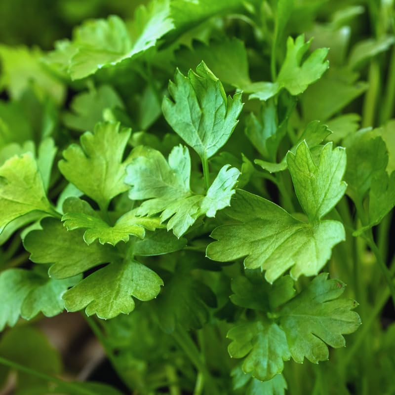 6 Parsley Live Plants, 3 to 5 Inc Tall, Live Parsley Plant Pot, Parsley Plants Live, Parsley Starter Plant