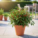 Pepper Plant Live, Hot Pepper Starter Plant, Edible Chili Pepper Seedling for Patio Containers and Backyard Gardens, 4 to 7 Inches Tall, 2 Plants in Pot