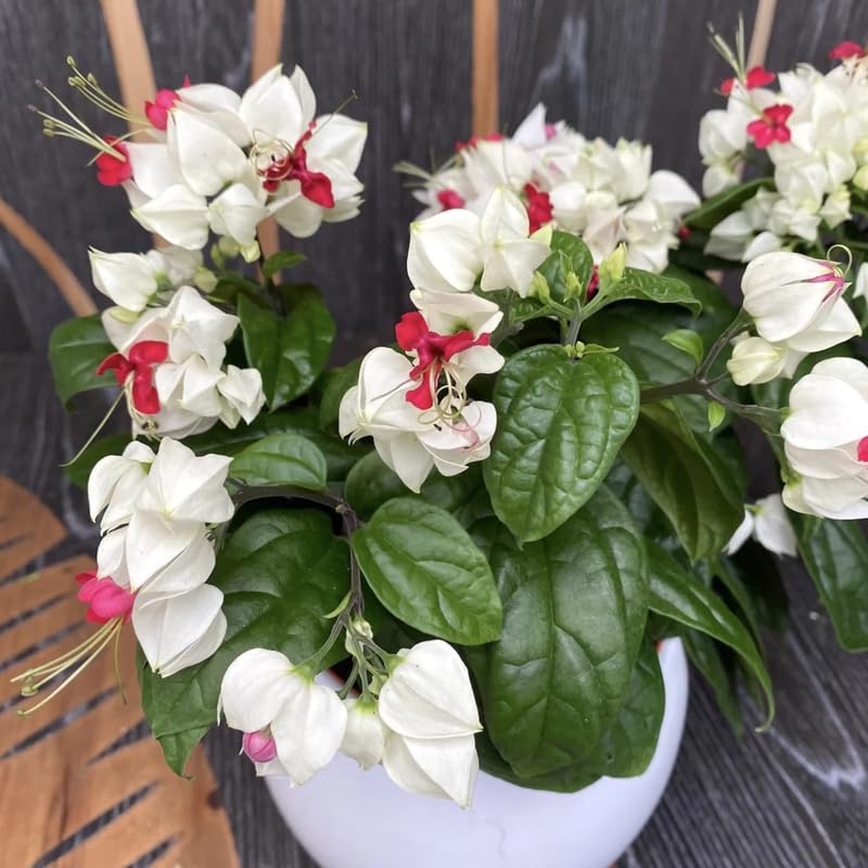 2 Clerodendrum Live Plants, Clerodendrum Thomsoniae White Blooms, 5-9 Inc Tall