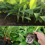 Banana Plant Live, 4-6" Tall Well-Rooted for Indoor Tropical Displays, Cold Hardy Banana Fruit Tree