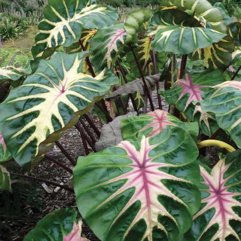 Pink Green Colocasia Live Plant, 5 to 8" in Tall, Taro Elephant Ear Alocasia Esculenta Live Plant for Planting, Live Colocasia Houseplant