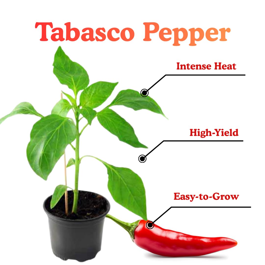 2 Super Hot Peppers Live Plants, 90 Days Old Seedling, 2 Plants Per Pot, Hot Pepper Chili Plant for Spring Planting, Red Pepper
