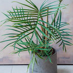 Variegated Philodendron Live Plant 4-8 Inches, Rare Indoor Houseplants for Container Growing (Tortum Philodendron)