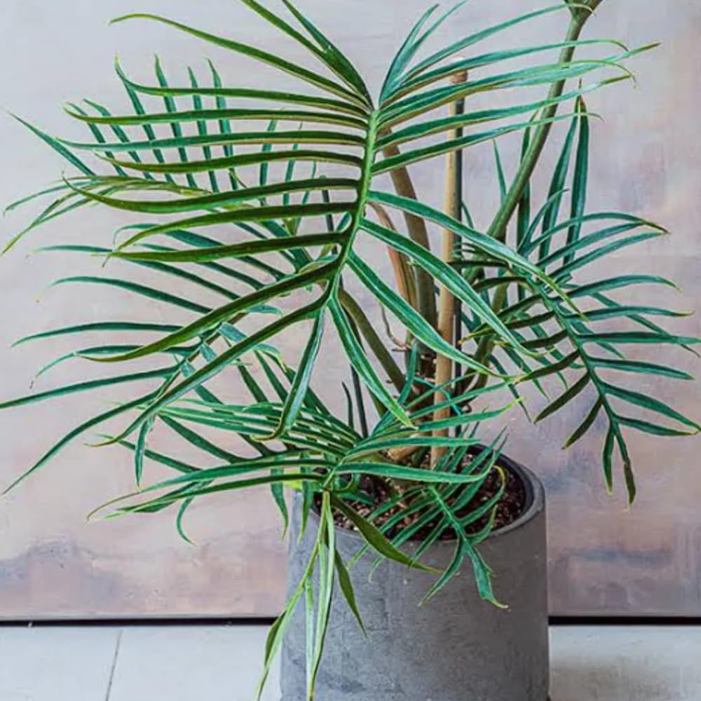 Variegated Philodendron Live Plant 4-8 Inches, Rare Indoor Houseplants for Container Growing (Tortum Philodendron)