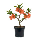 Flowering Quince Plant in 4'' Pot, 3–6 Inch Tall Chaenomeles Shrub, Spring Blooming Outdoor Plant, Easy Grow (Orange Quince)