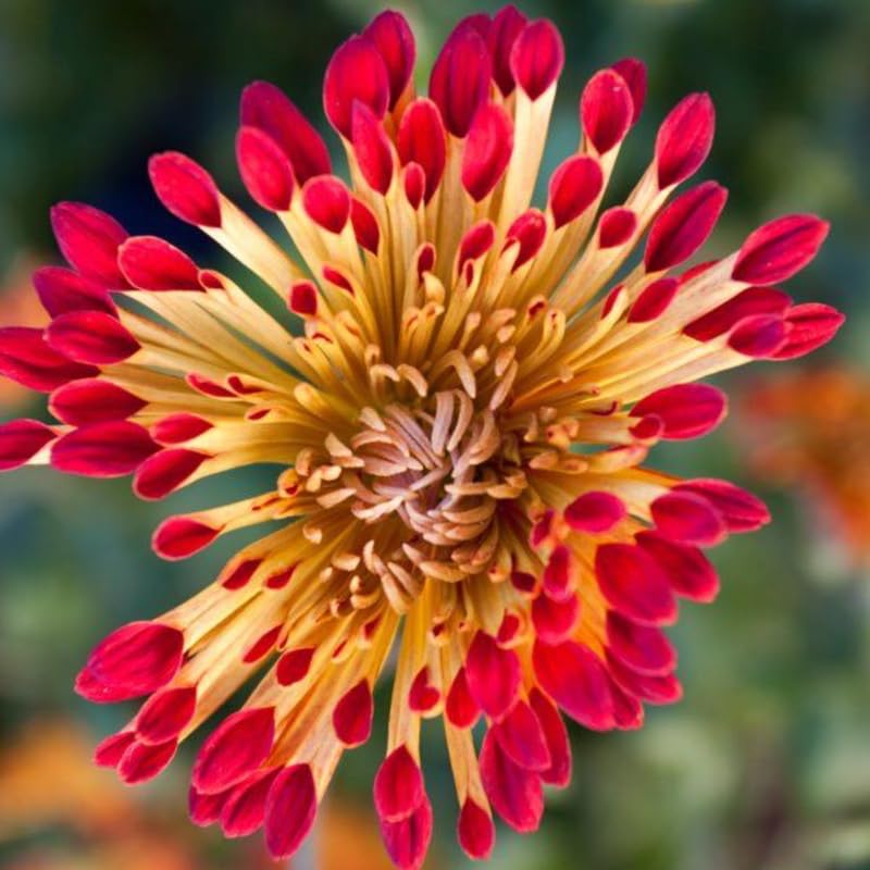 Pack 3 Red Yellow Chrysanthemum Plants, Mums Plants Live, 3 to 6 Inch Tall Garden Mum Live Plant, Vibrant Fall Blooms, Hardy Chrysanthemum Flowers, No Pot