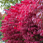 Burning Bush Shrub Live Plant 2.5 Inch Pot, Dwarf Red Burning Bushes Well Rooted, Landscaping and Borders Planting, Dormant in Winter