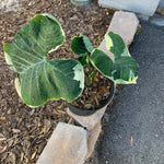 Colocasia Live Plant, 4-8'' Tall, Elephant Ear Plant, Esculenta Taro Alocasia Housplant, Indoor Outdoor Planting (White Variegated)