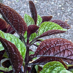 Set 4 Plectranthus Swedish Ivy Plants Live Houseplant, in 4 Inch Pot, Swedish Ivy Live Plants, 4 to 6 Inch Tall, Swedish Ivy Vine (Purple Swedish Ivy)