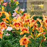 Pack 3 Wild Orange Daylily Bulbs for Planting, Hardy Perennial Flower with Vibrant Blooms, Reblooming Daylilies Bulbs for Garden Borders and Containers