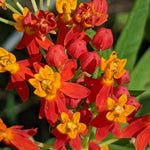 4 Milkweed Plants Live, Tropical Butterfly Milkweed Asclepias Tuberosa Perennial Wildflowers Swamp Common Bush, 5-9" in Tall, No Pot