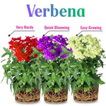 Sets 4 Perennial Verbena Live Plants Ground Cover or Trailing 1-4" Plugs, Pink Bloom, Outdoor Planting Spring