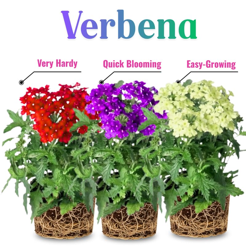 Sets 4 Perennial Verbena Live Plants Ground Cover or Trailing Plugs, Red Bloom, Outdoor Planting Spring