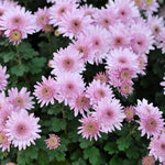 Pack 3 Pink Chrysanthemum Plants, Mums Plants Live, 3 to 6 Inch Tall Garden Mum Live Plant, Vibrant Fall Blooms, Hardy Chrysanthemum Flowers, No Pot
