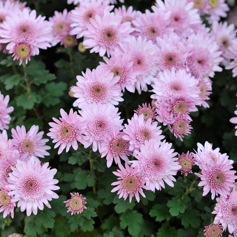 Pack 3 Pink Chrysanthemum Plants, Mums Plants Live, 3 to 6 Inch Tall Garden Mum Live Plant, Vibrant Fall Blooms, Hardy Chrysanthemum Flowers, No Pot